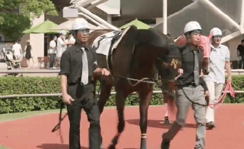 パドックで外側を周回している馬。