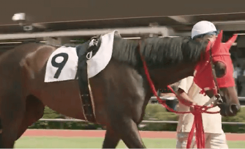首・背中・お尻のラインが水平で周回している馬
