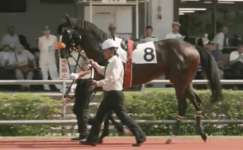 同じリズムでイキイキと周回している馬
